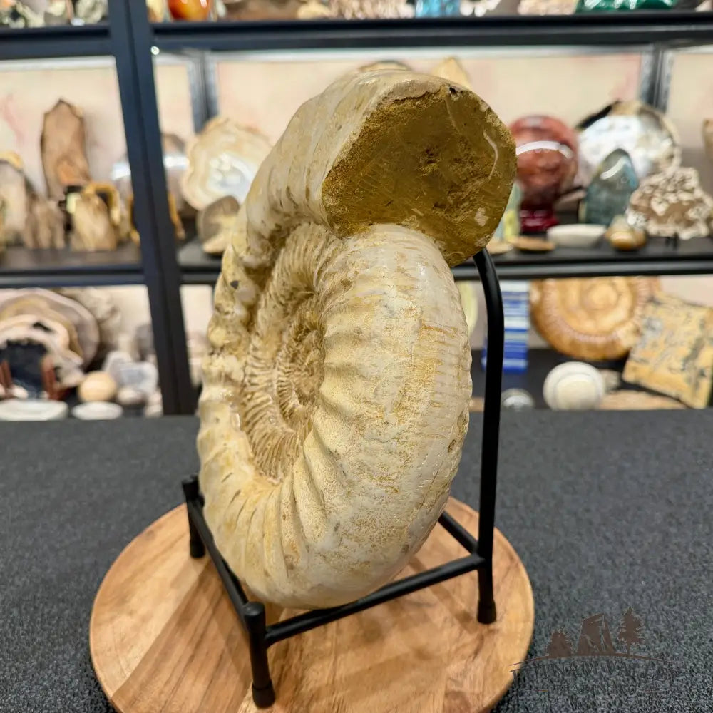 Reserve Jurassic Ammonite Fossil 11.85’’ + Stand - Fossil Specimen