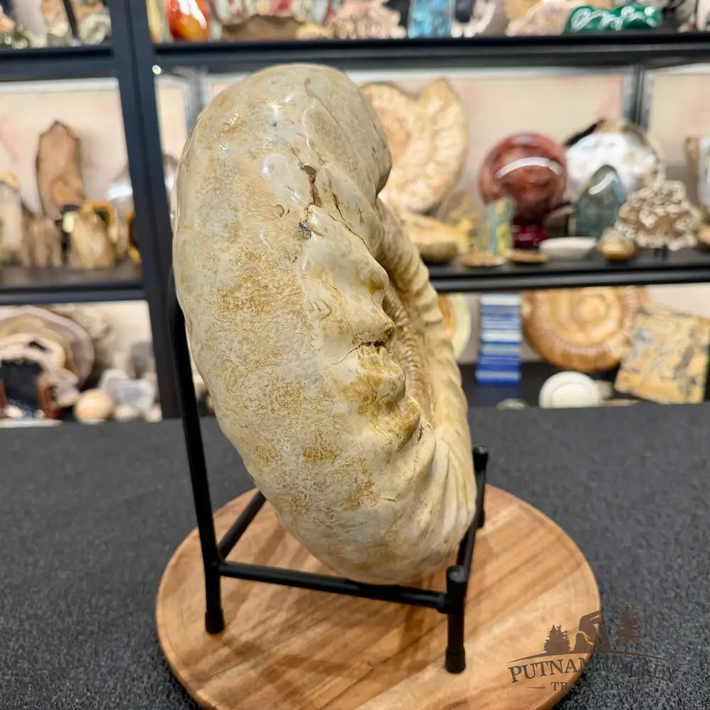 Reserve Jurassic Ammonite Fossil 11.85’’ + Stand - Fossil Specimen