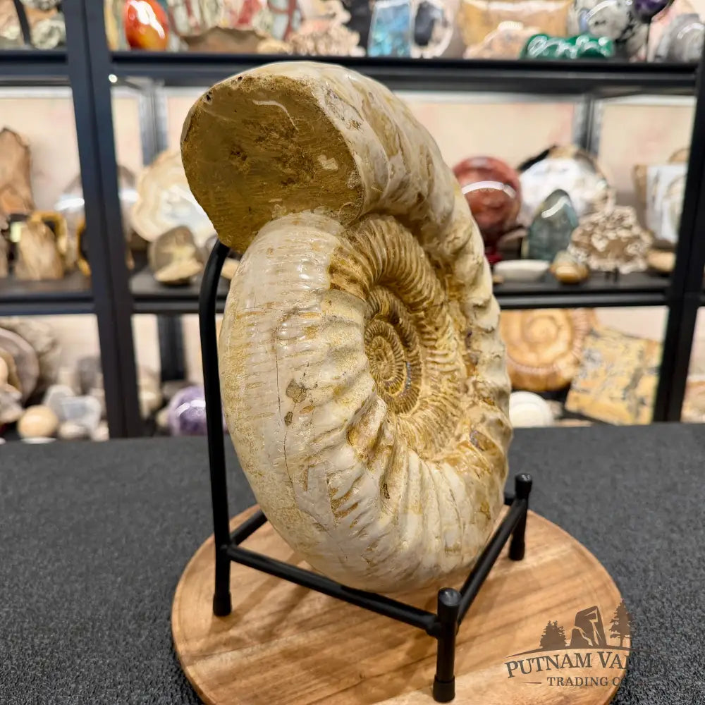 Reserve Jurassic Ammonite Fossil 11.85’’ + Stand - Fossil Specimen