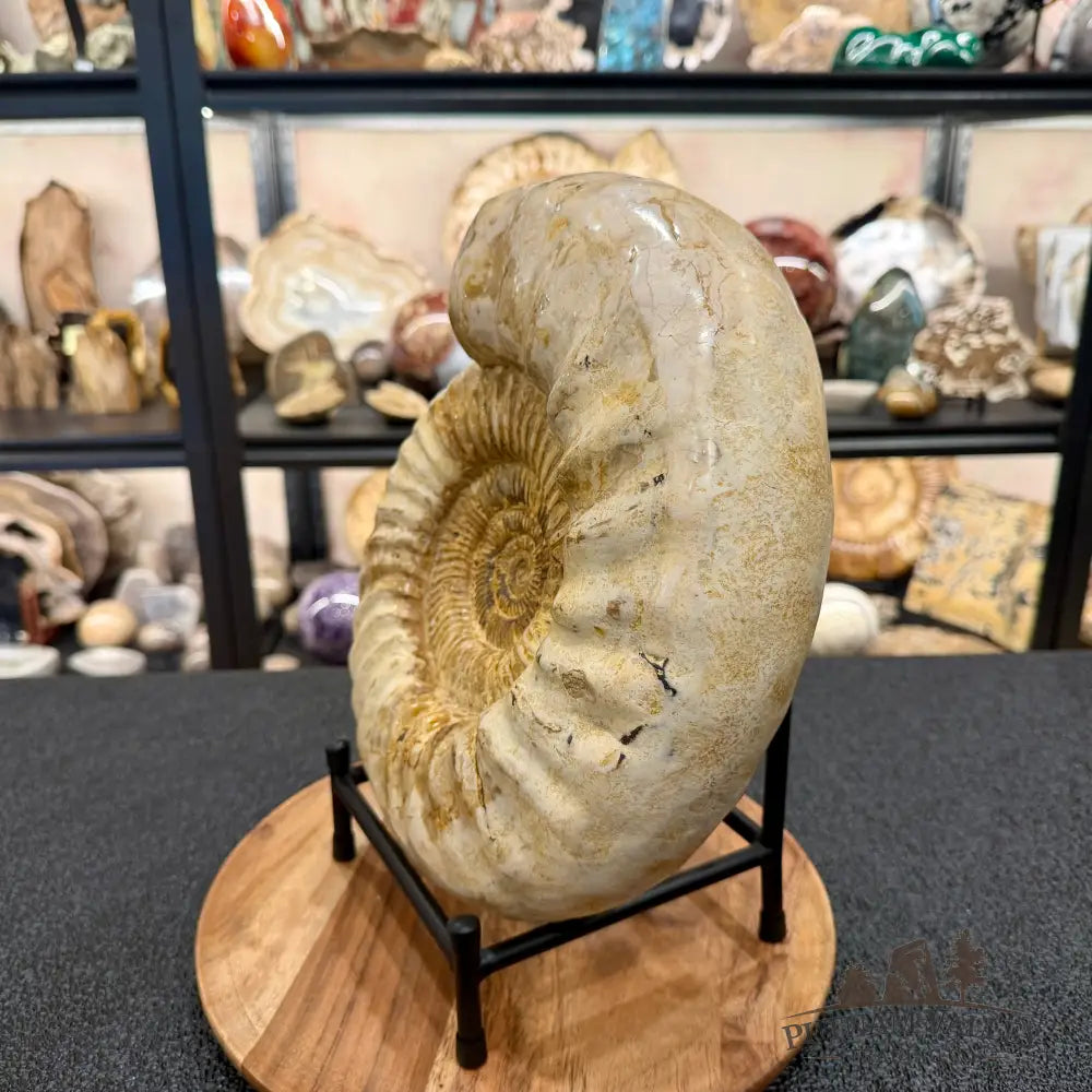 Reserve Jurassic Ammonite Fossil 11.85’’ + Stand - Fossil Specimen