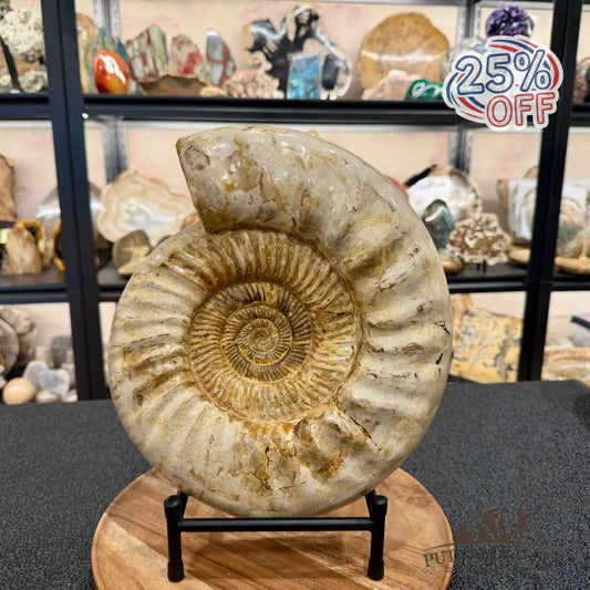 Reserve Jurassic Ammonite Fossil 11.85’’ + Stand - Fossil Specimen