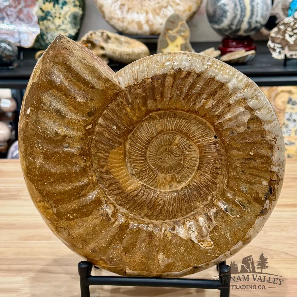Reserve Jurassic Ammonite Fossil 11’’ - Fossil Specimen
