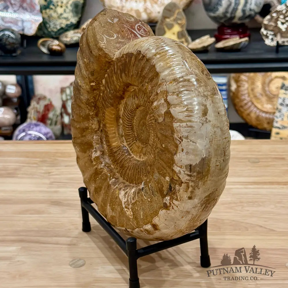 Reserve Jurassic Ammonite Fossil 11’’ - Fossil Specimen