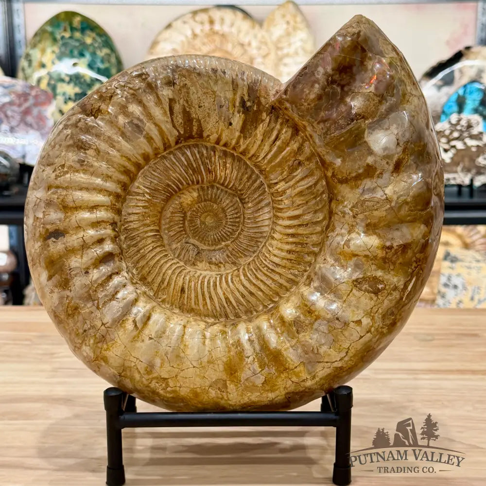 Reserve Jurassic Ammonite Fossil 11’’ - Fossil Specimen