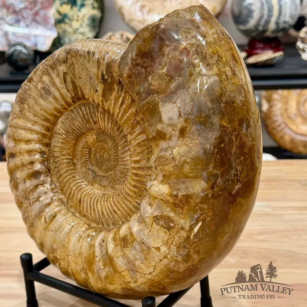 Reserve Jurassic Ammonite Fossil 11’’ - Fossil Specimen