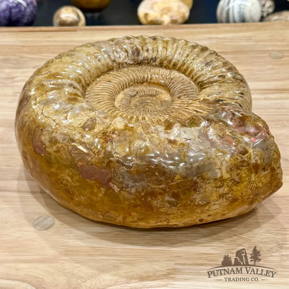 Reserve Jurassic Ammonite Fossil 11’’ - Fossil Specimen