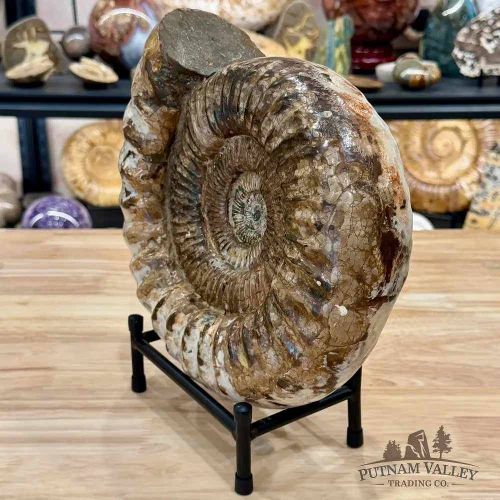 Reserve Jurassic Ammonite Fossil 11’’ + Stand - Fossil Specimen