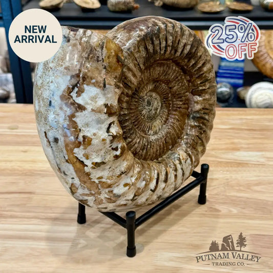 Reserve Jurassic Ammonite Fossil 11’’ + Stand - Fossil Specimen