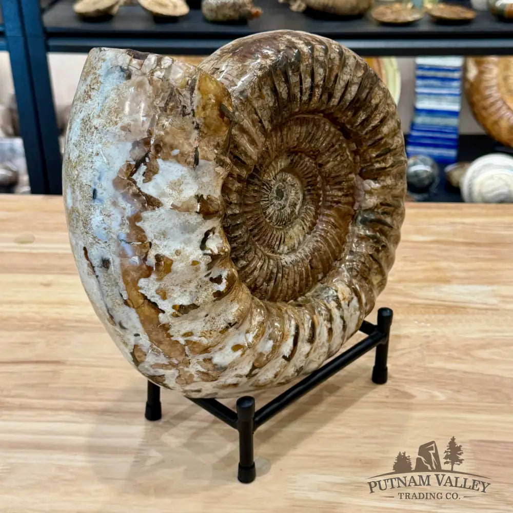 Reserve Jurassic Ammonite Fossil 11’’ + Stand - Fossil Specimen
