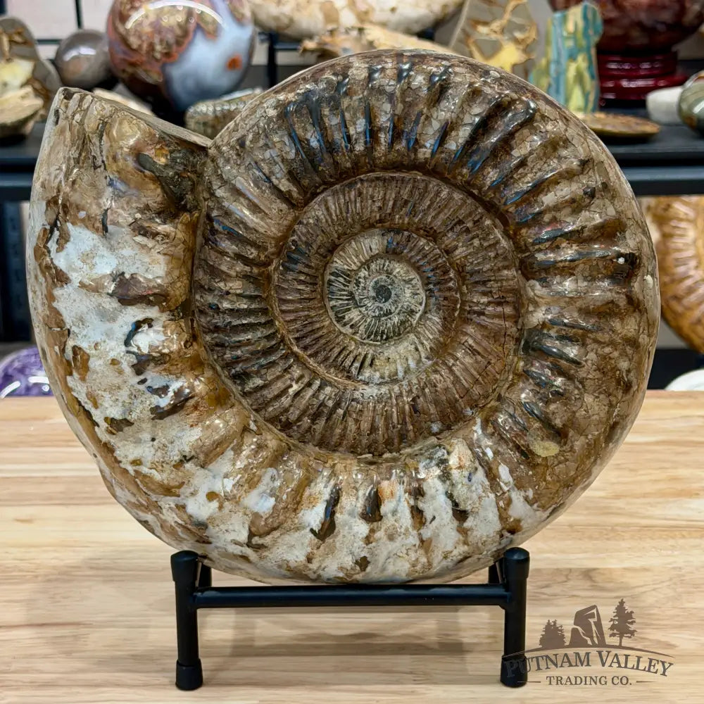 Reserve Jurassic Ammonite Fossil 11’’ + Stand - Fossil Specimen