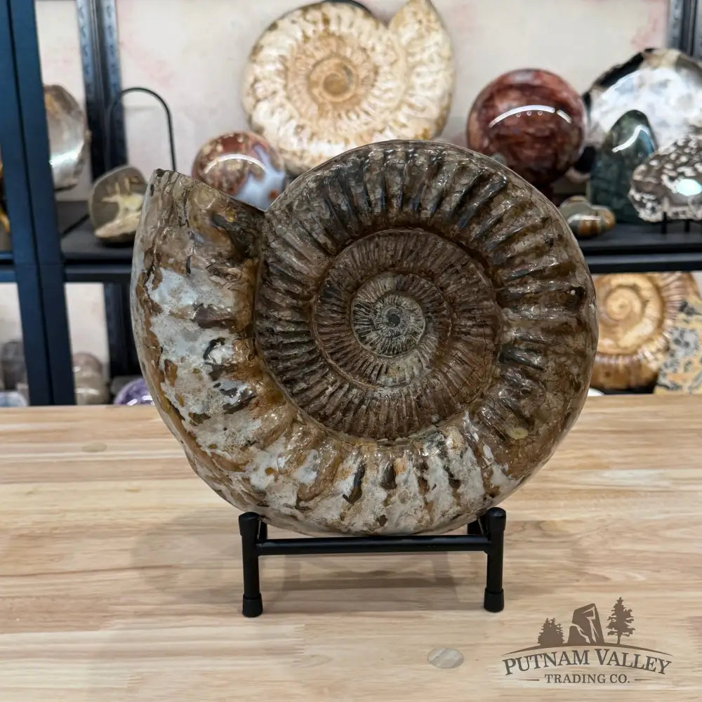 Reserve Jurassic Ammonite Fossil 11’’ + Stand - Fossil Specimen