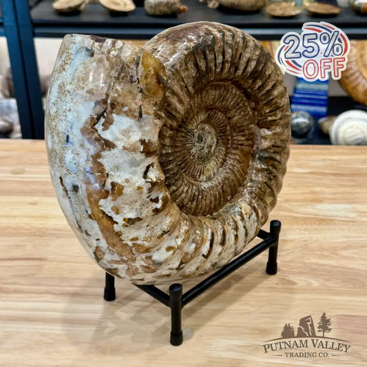 Reserve Jurassic Ammonite Fossil 11’’ + Stand - Fossil Specimen