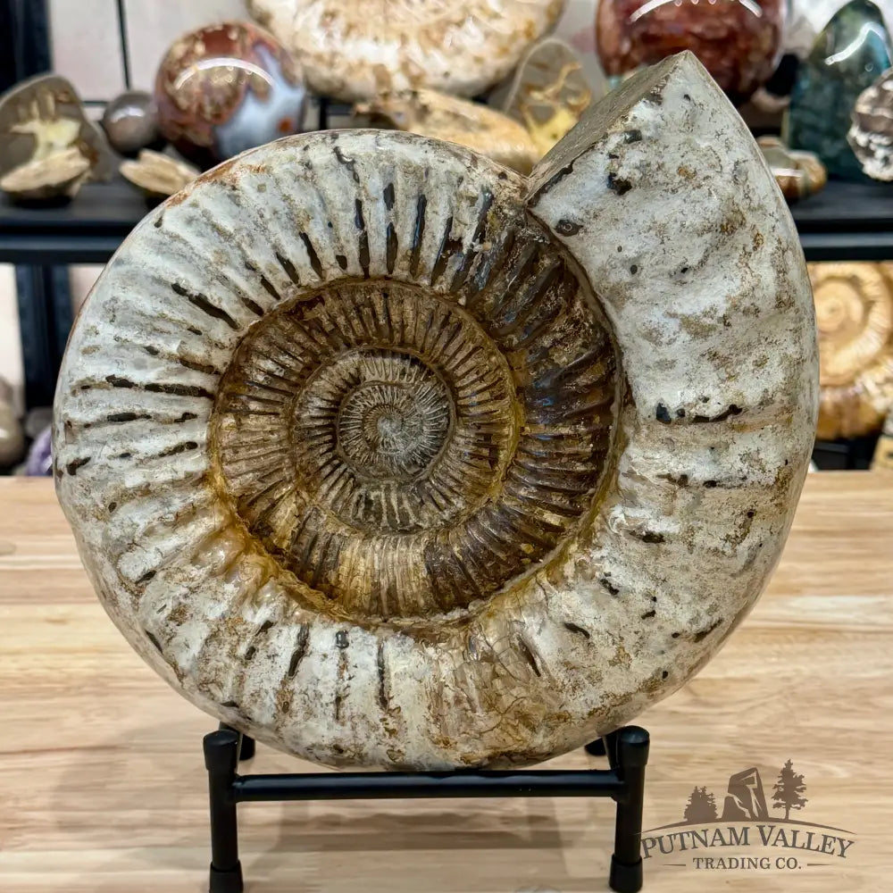 Reserve Jurassic Ammonite Fossil 11’’ + Stand - Fossil Specimen