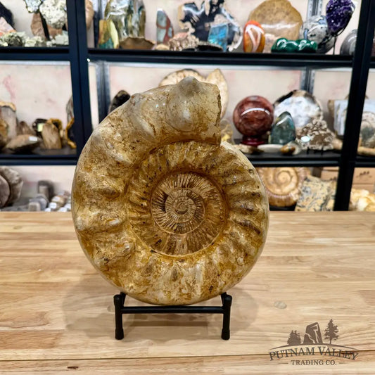 Reserve Jurassic Ammonite Fossil 12.25’’ + Stand - Fossil Specimen