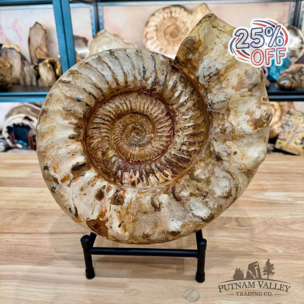 Reserve Jurassic Ammonite Fossil 12.5’’ | 20.34lb - Fossil Specimen