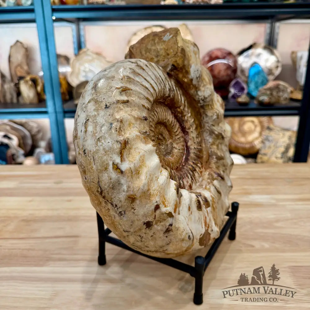 Reserve Jurassic Ammonite Fossil 12.5’’ | 20.34lb - Fossil Specimen