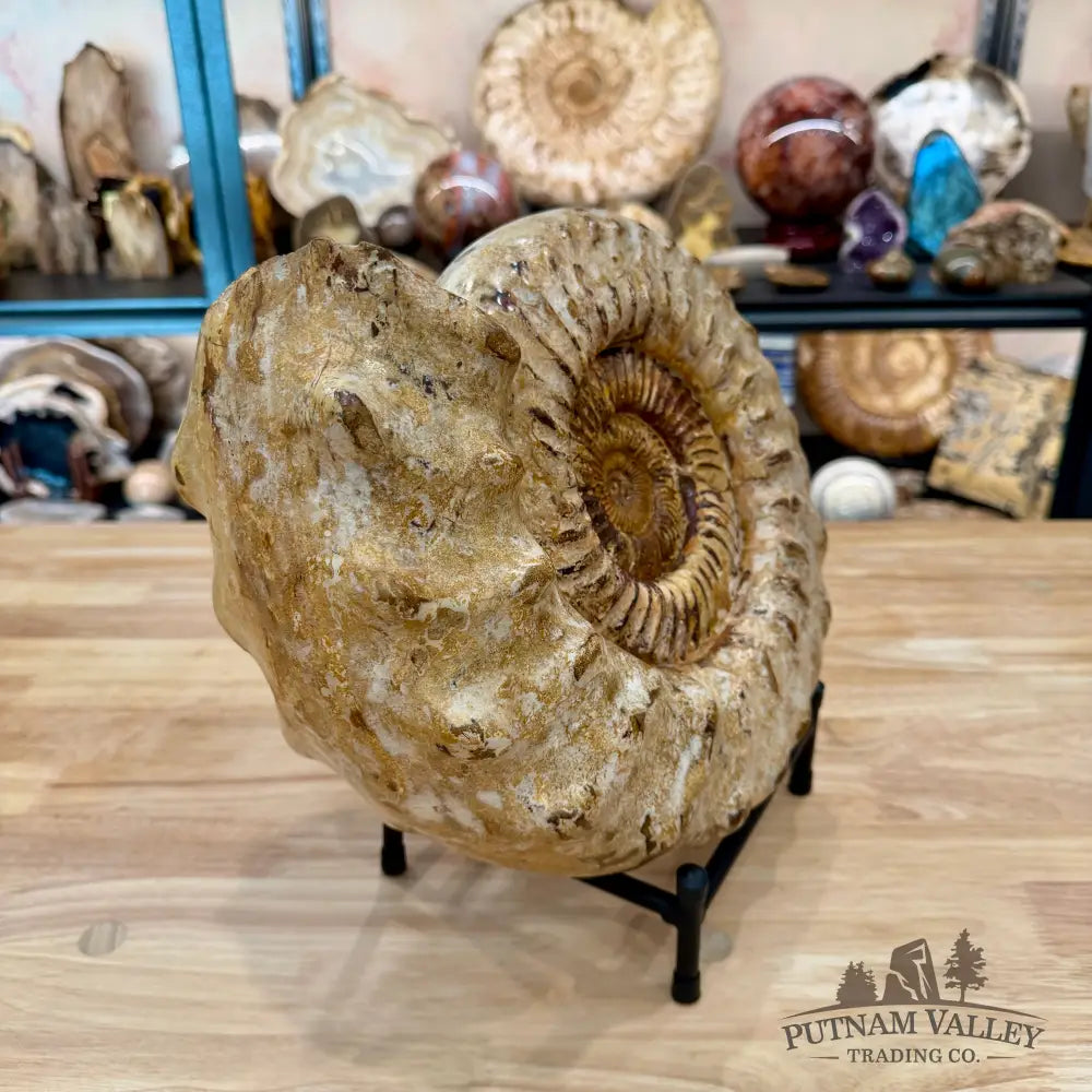 Reserve Jurassic Ammonite Fossil 12.5’’ | 20.34lb - Fossil Specimen