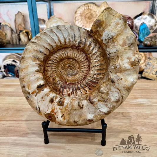 Reserve Jurassic Ammonite Fossil 12.5’’ | 20.34lb - Fossil Specimen