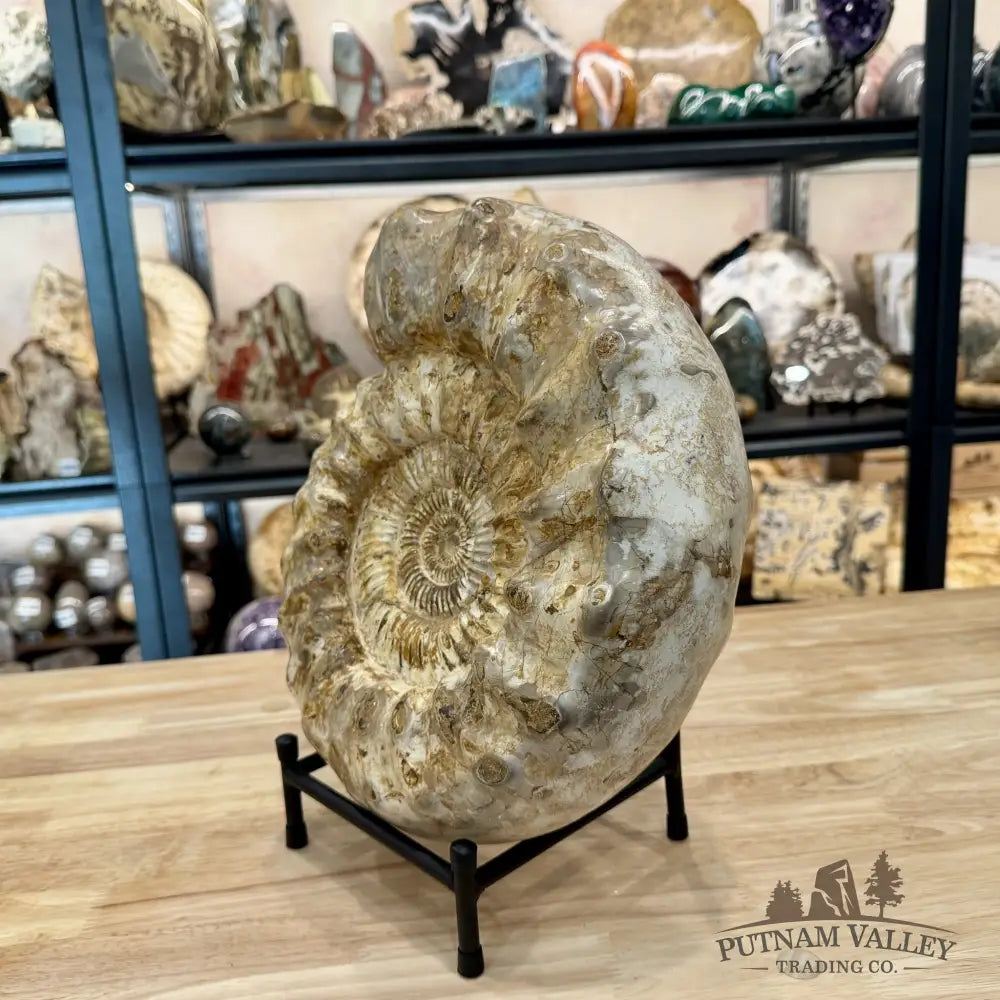 Reserve Jurassic Ammonite Fossil 12.5’’ + Stand - Fossil Specimen