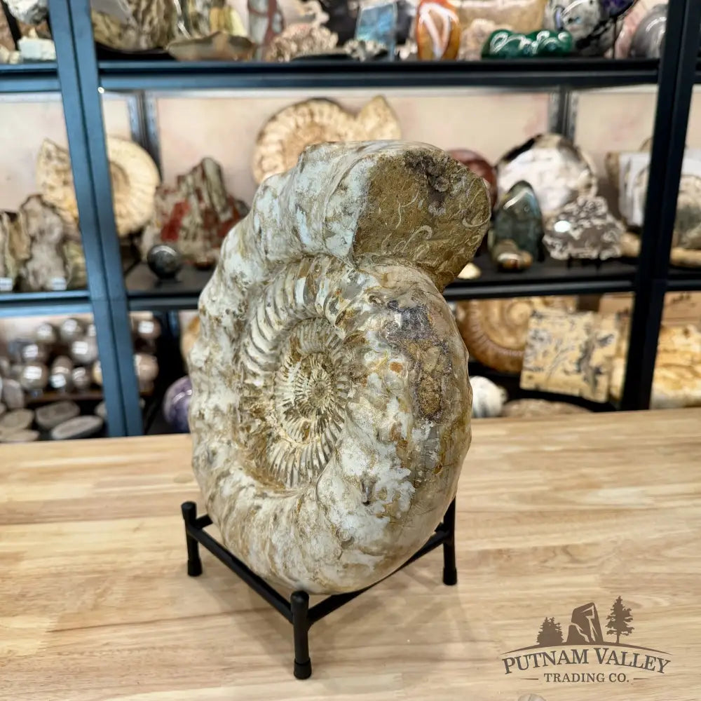 Reserve Jurassic Ammonite Fossil 12.5’’ + Stand - Fossil Specimen
