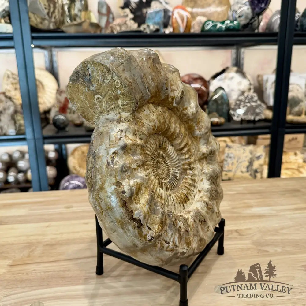 Reserve Jurassic Ammonite Fossil 12.5’’ + Stand - Fossil Specimen