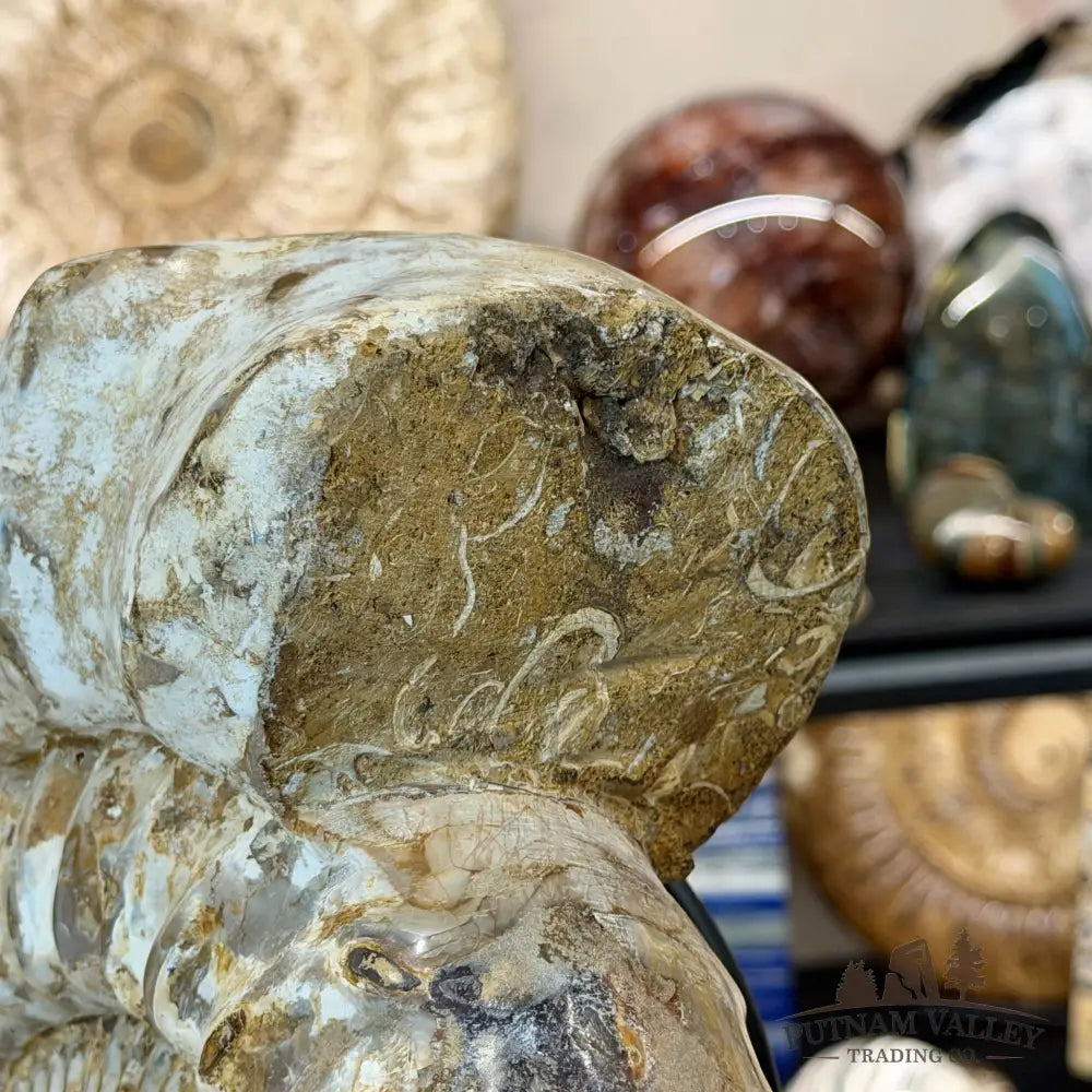 Reserve Jurassic Ammonite Fossil 12.5’’ + Stand - Fossil Specimen