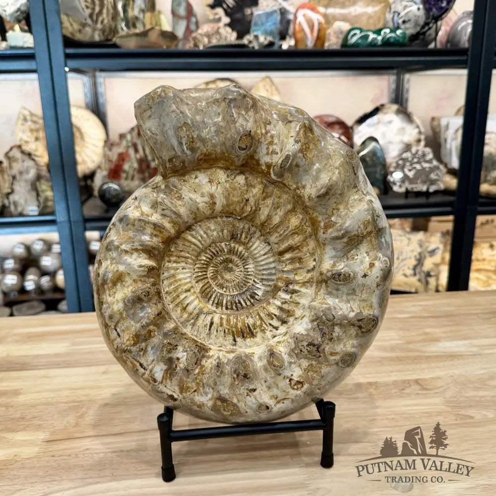 Reserve Jurassic Ammonite Fossil 12.5’’ + Stand - Fossil Specimen