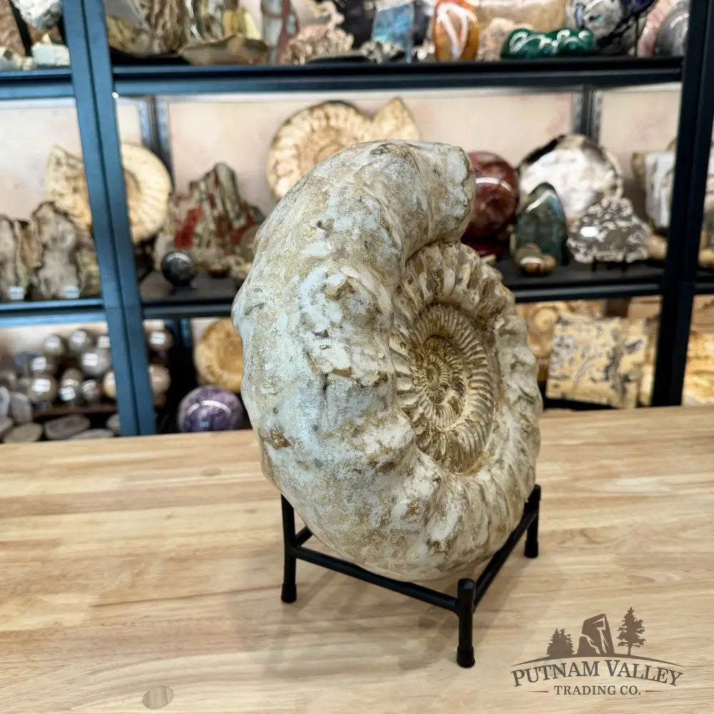 Reserve Jurassic Ammonite Fossil 12.5’’ + Stand - Fossil Specimen