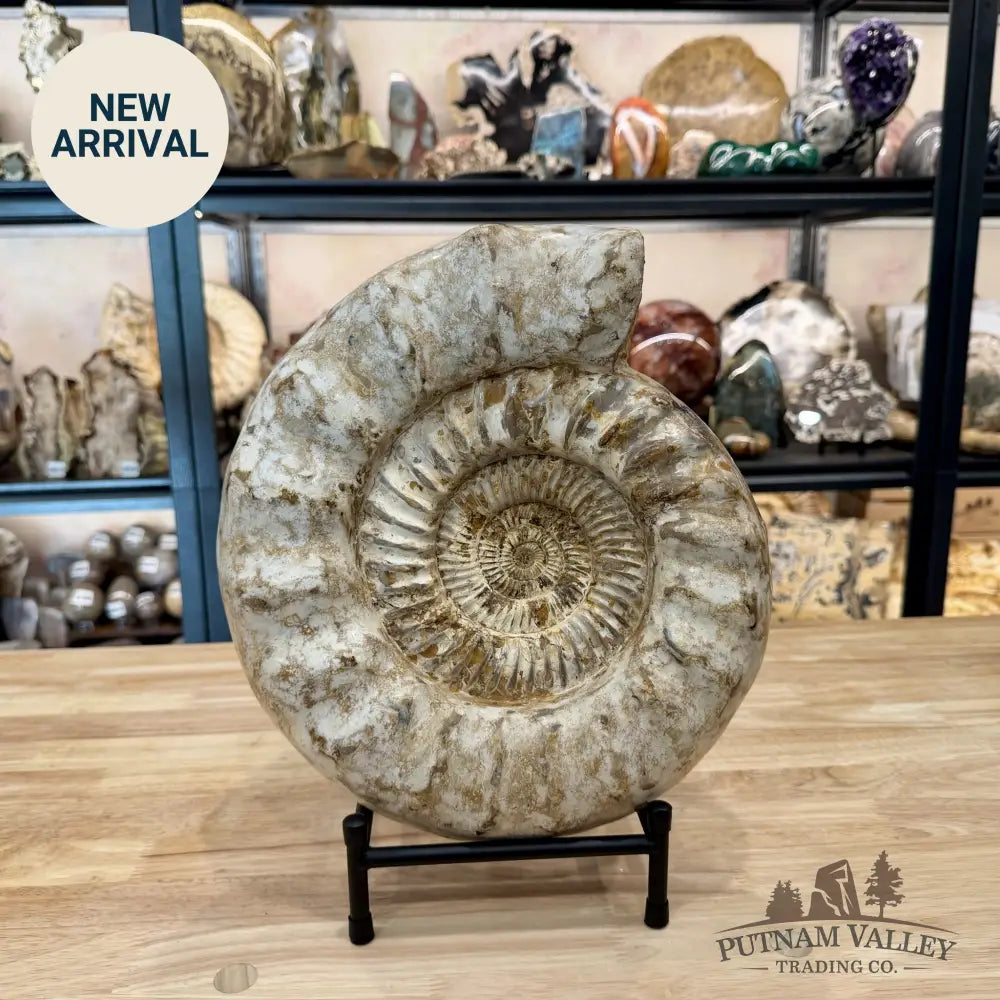 Reserve Jurassic Ammonite Fossil 12.5’’ + Stand - Fossil Specimen