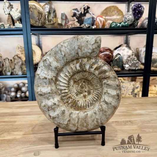 Reserve Jurassic Ammonite Fossil 12.5’’ + Stand - Fossil Specimen
