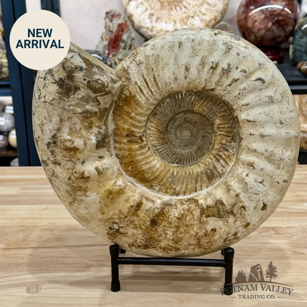Reserve Jurassic Ammonite Fossil 13.3’’ + Stand - Fossil Specimen