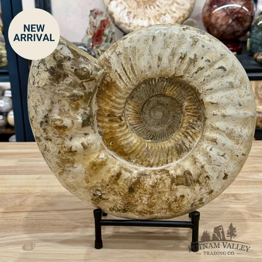 Reserve Jurassic Ammonite Fossil 13.3’’ + Stand - Fossil Specimen