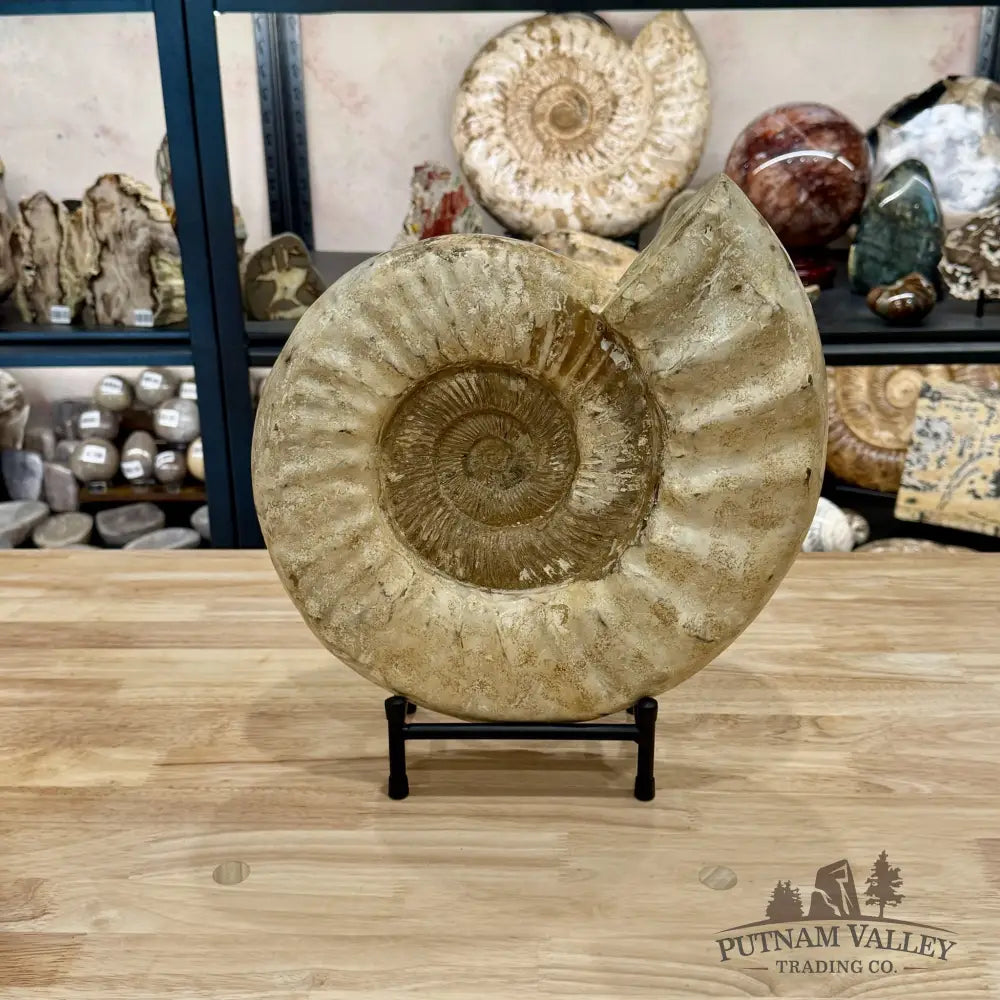 Reserve Jurassic Ammonite Fossil 13.3’’ + Stand - Fossil Specimen