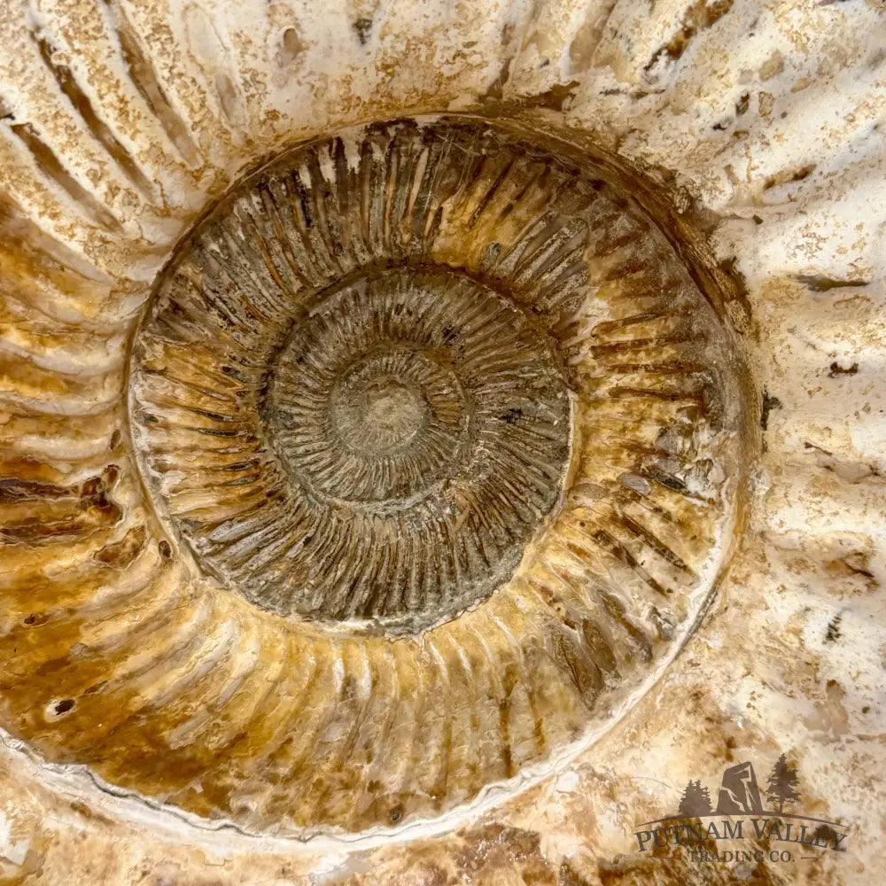 Reserve Jurassic Ammonite Fossil 13.3’’ + Stand - Fossil Specimen