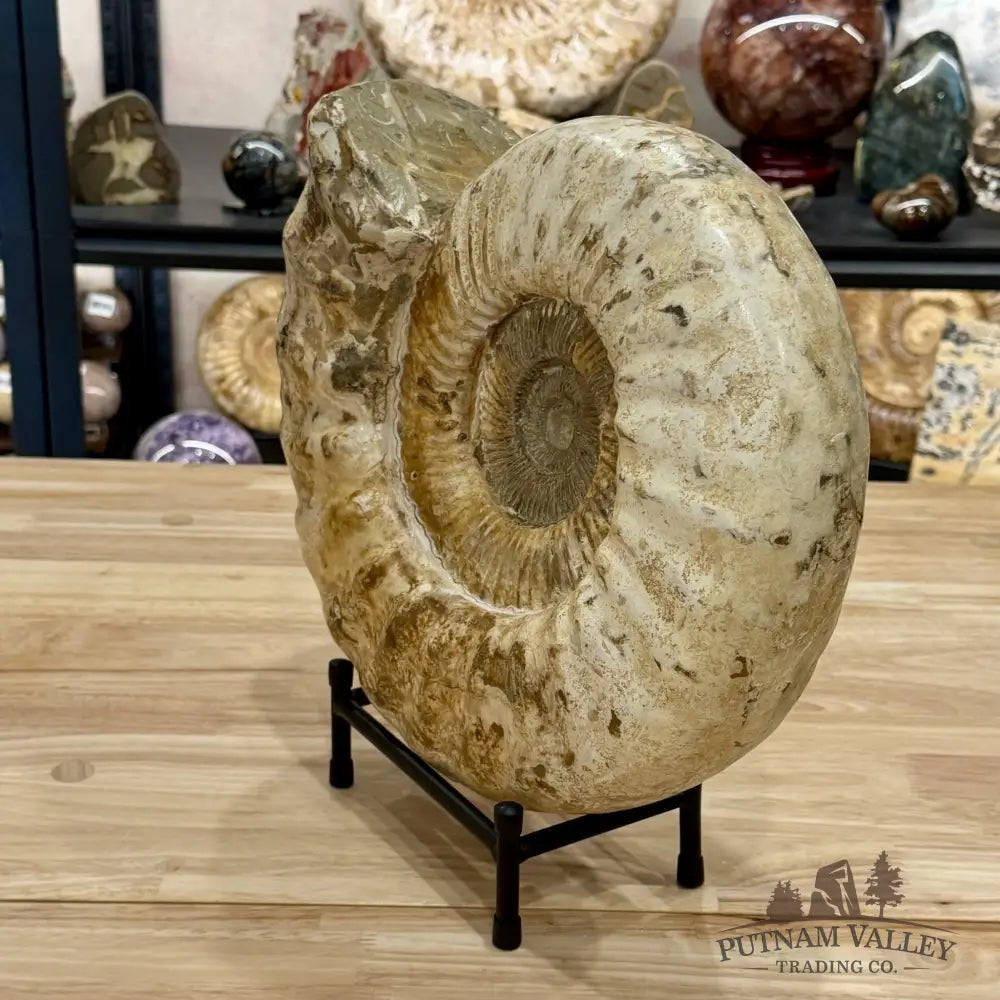 Reserve Jurassic Ammonite Fossil 13.3’’ + Stand - Fossil Specimen