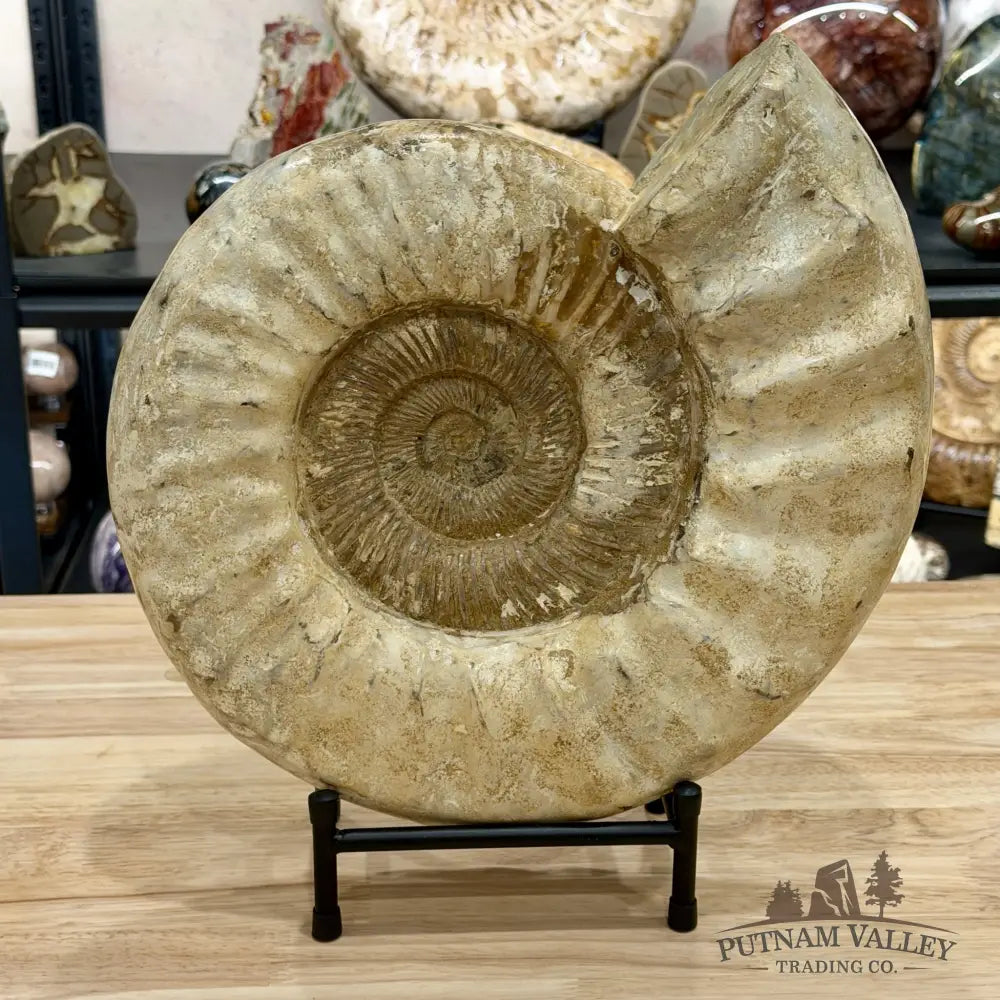 Reserve Jurassic Ammonite Fossil 13.3’’ + Stand - Fossil Specimen