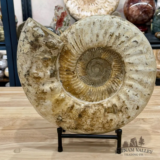 Reserve Jurassic Ammonite Fossil 13.3’’ + Stand - Fossil Specimen