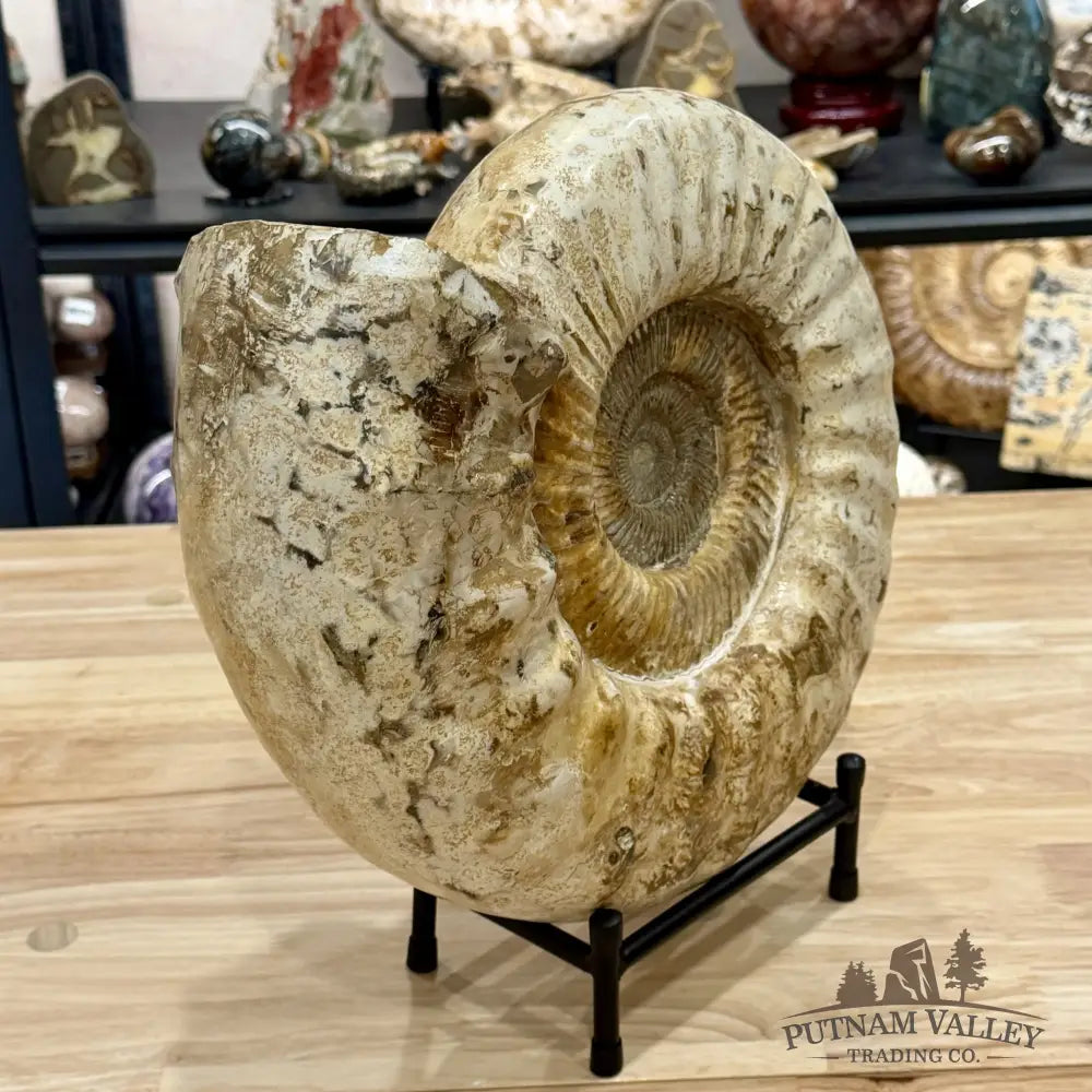 Reserve Jurassic Ammonite Fossil 13.3’’ + Stand - Fossil Specimen