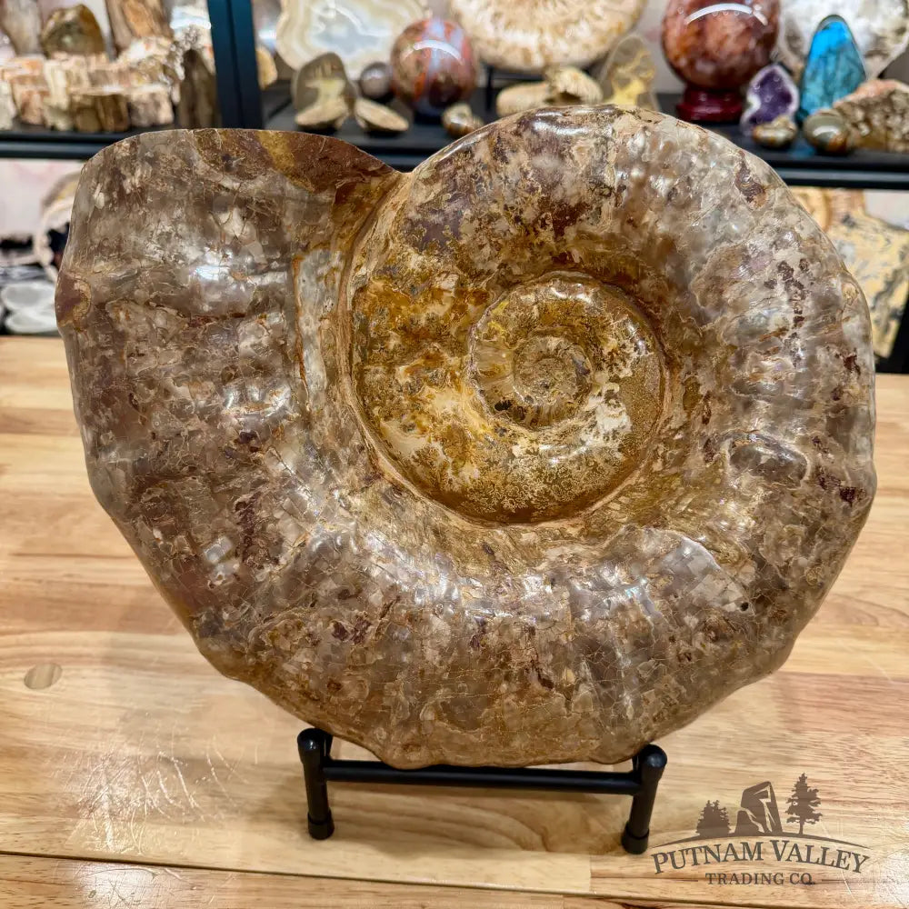 Reserve Jurassic Ammonite Fossil 14’’ | 25.56 lb - Fossil Specimen