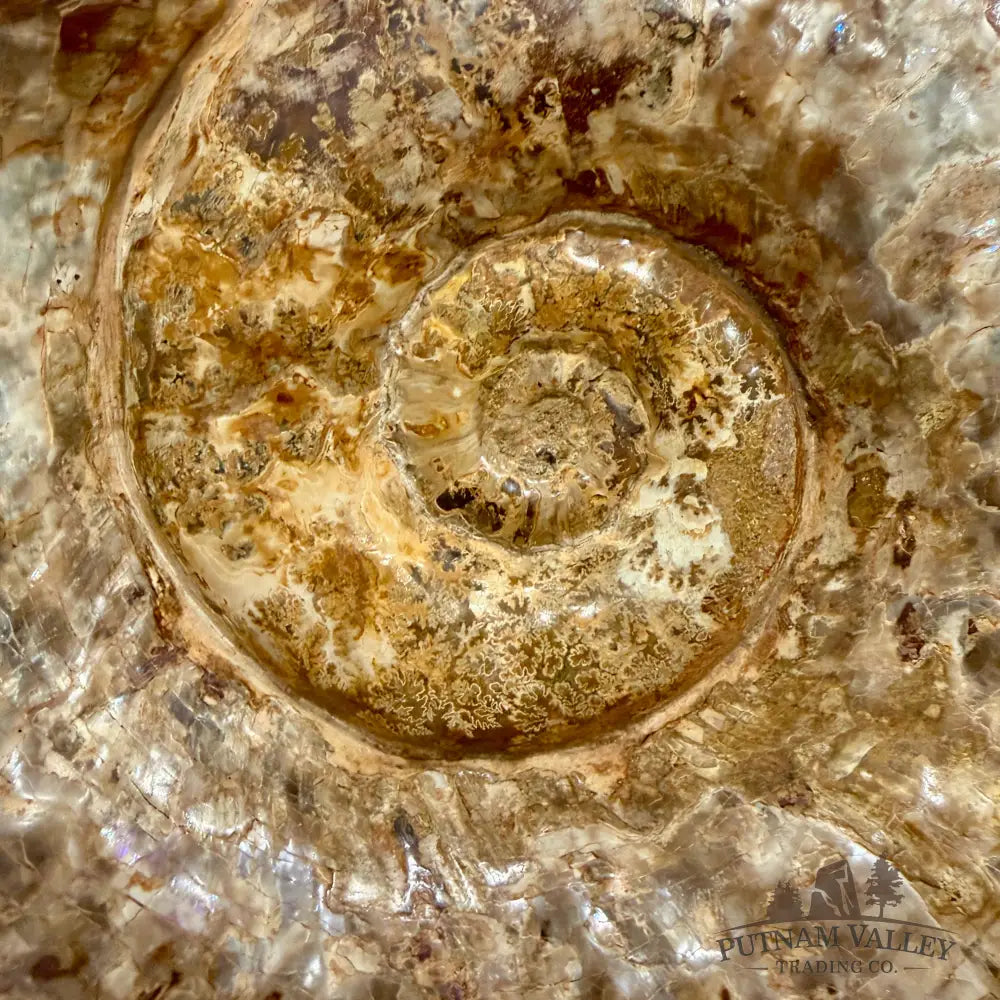Reserve Jurassic Ammonite Fossil 14’’ | 25.56 lb - Fossil Specimen