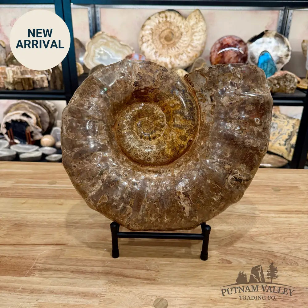 Reserve Jurassic Ammonite Fossil 14’’ | 25.56 lb - Fossil Specimen