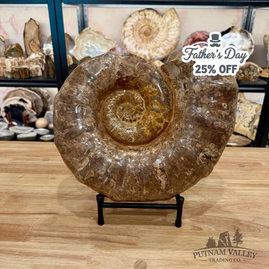 Reserve Jurassic Ammonite Fossil 14’’ | 25.56 lb - Fossil Specimen