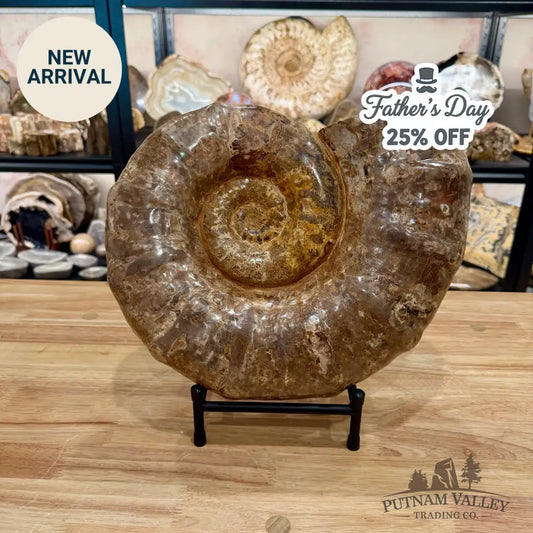 Reserve Jurassic Ammonite Fossil 14’’ | 25.56 lb - Fossil Specimen