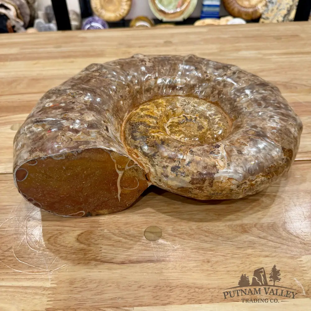 Reserve Jurassic Ammonite Fossil 14’’ | 25.56 lb - Fossil Specimen