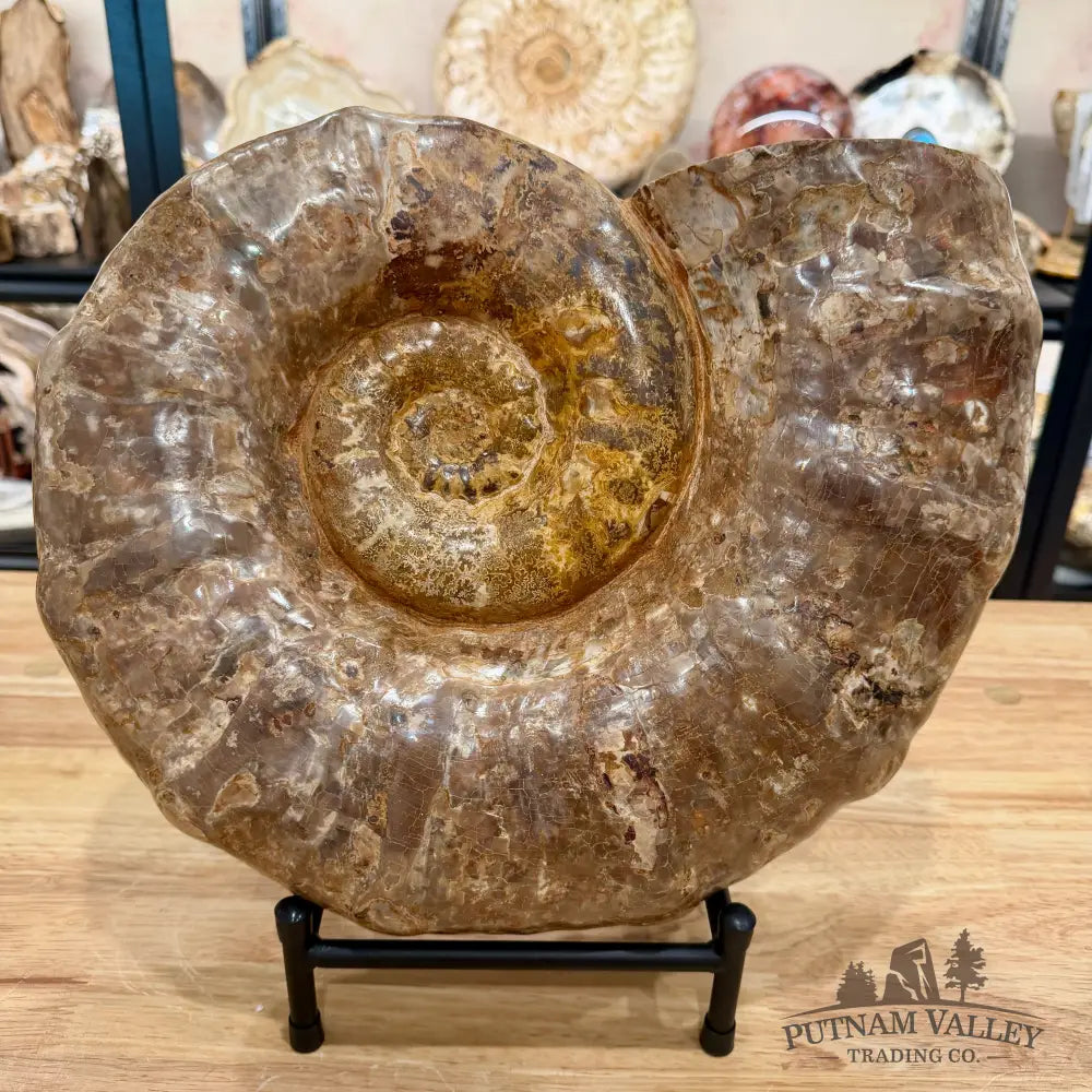 Reserve Jurassic Ammonite Fossil 14’’ | 25.56 lb - Fossil Specimen