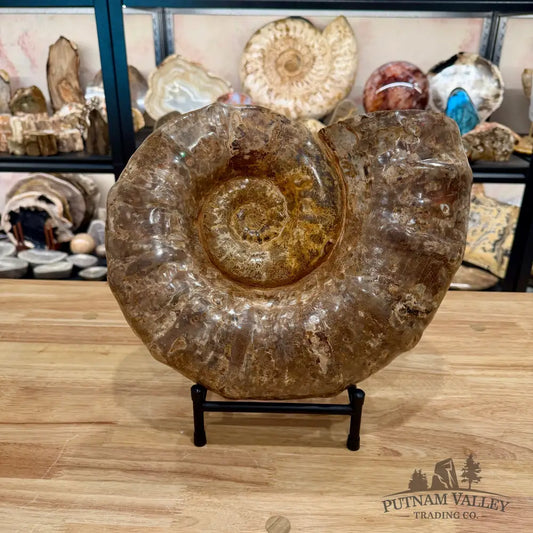 Reserve Jurassic Ammonite Fossil 14’’ | 25.56 lb - Fossil Specimen