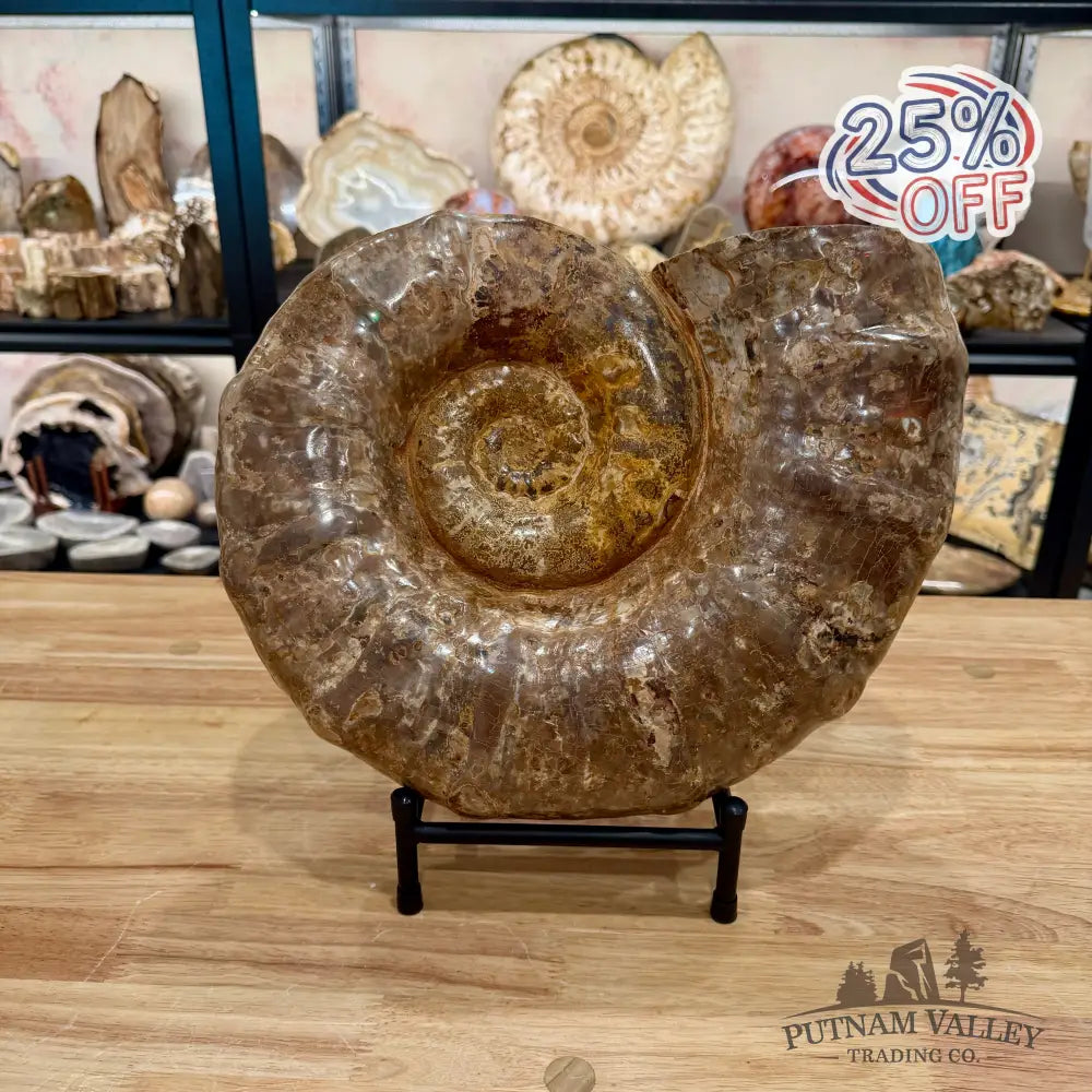 Reserve Jurassic Ammonite Fossil 14’’ | 25.56 lb - Fossil Specimen