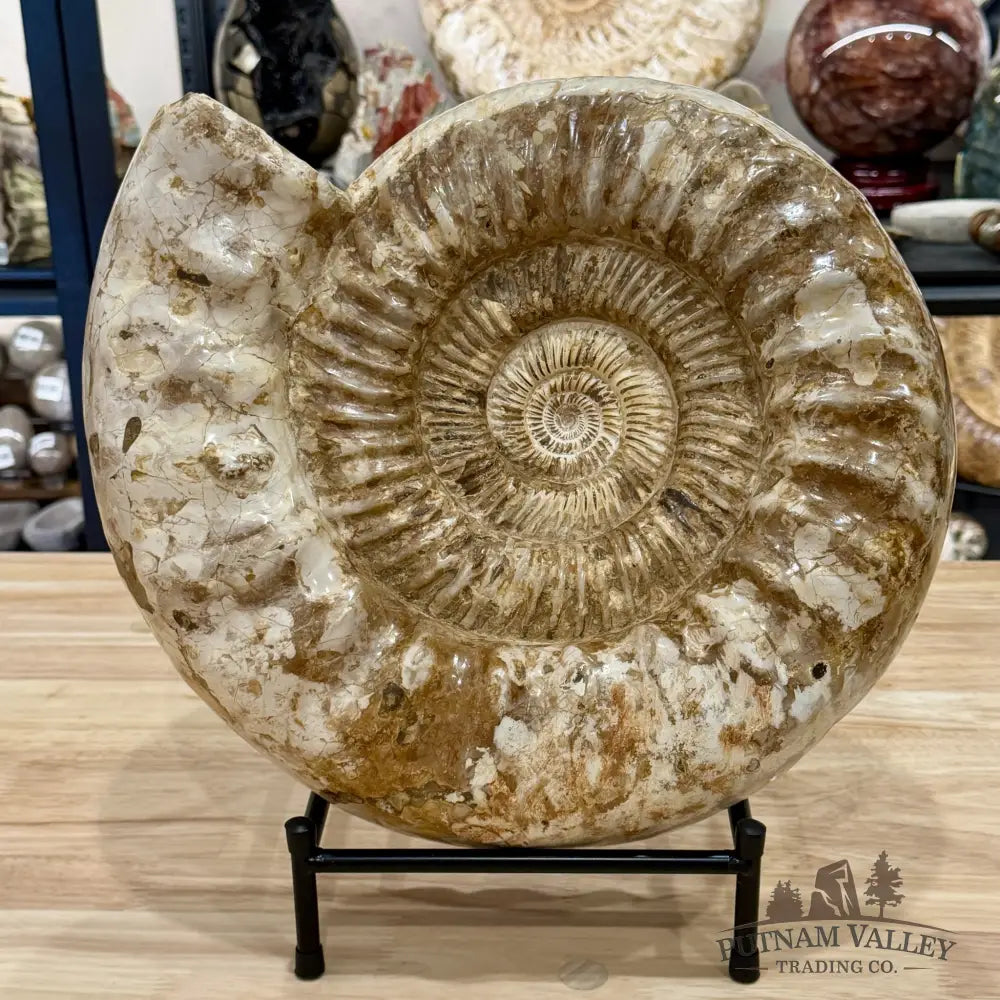Reserve Jurassic Ammonite Fossil 14.25’’ + Stand - Fossil Specimen
