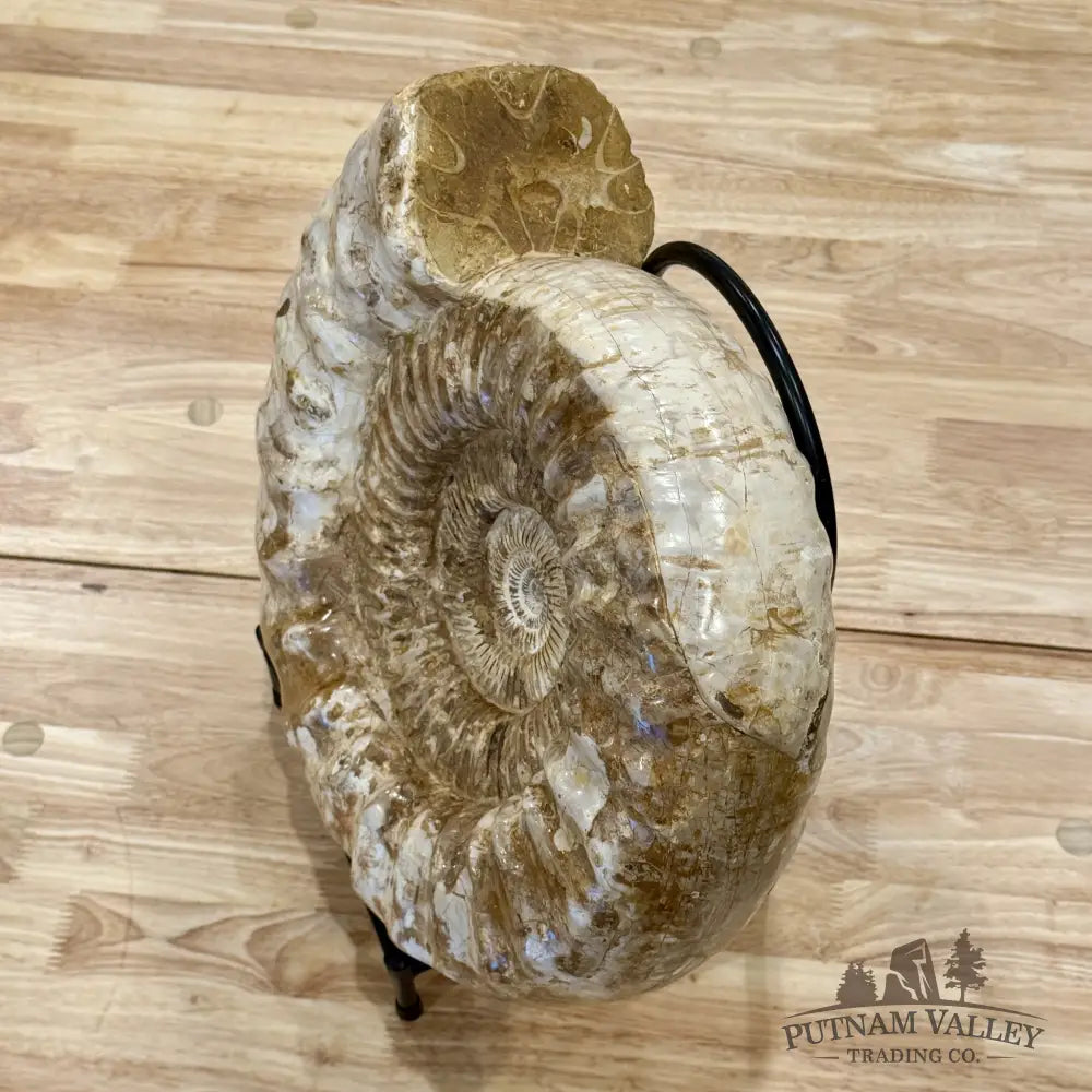 Reserve Jurassic Ammonite Fossil 14.25’’ + Stand - Fossil Specimen
