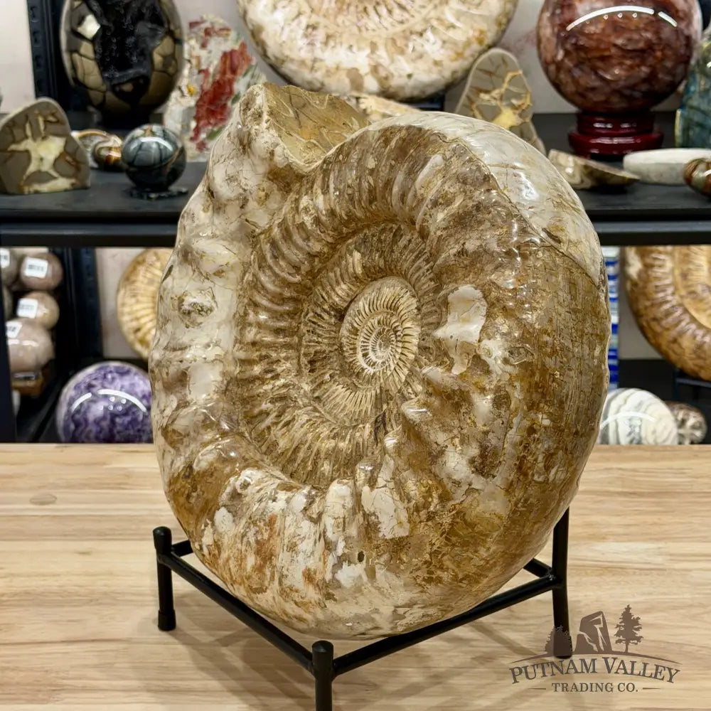 Reserve Jurassic Ammonite Fossil 14.25’’ + Stand - Fossil Specimen